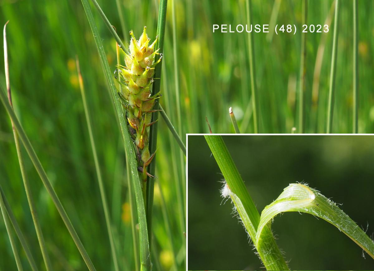 Sedge, Hairy leaf